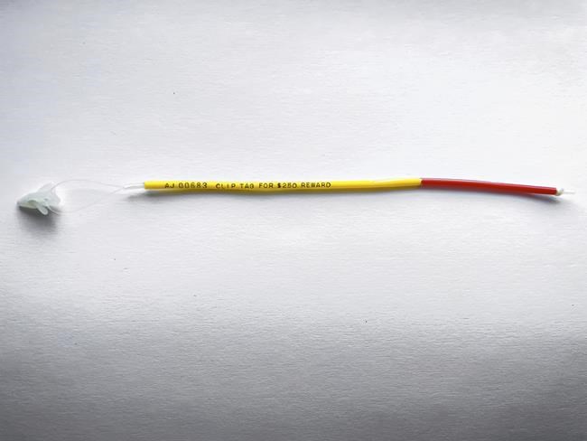 Amberjack count: tags worth $250 to Gulf, S Atlantic anglers | iNFOnews.ca Amberjack count: tags worth $250 to Gulf, S Atlantic anglers | iNFOnews.ca