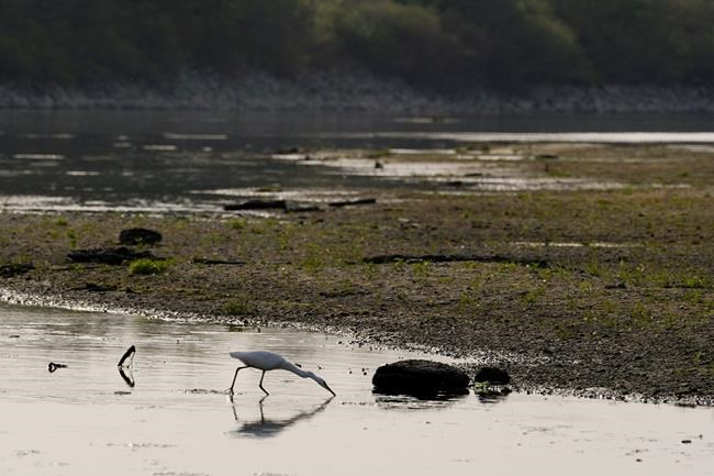 Rice fields dry up as Italy's drought lingers on | iNFOnews.ca