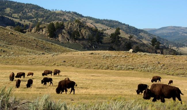 Yellowstone bison gores Colorado man, causes arm injury | iNFOnews.ca
