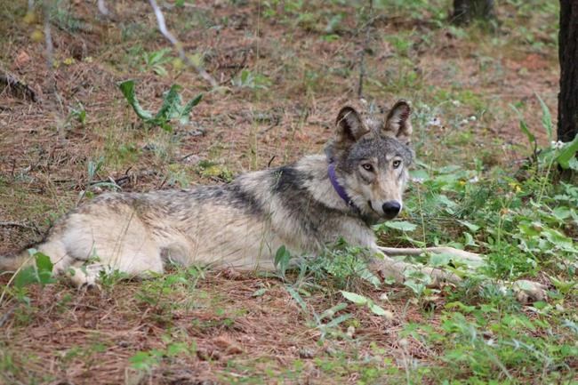 Judge throws out Trump-era rollbacks on endangered species | iNFOnews.ca Judge throws out Trump-era rollbacks on endangered species | iNFOnews.ca