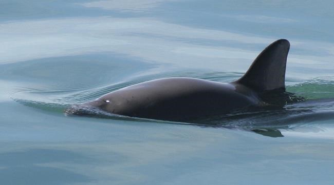 Mexican navy sets net hooks in bid to help vaquita porpoise | iNFOnews.ca