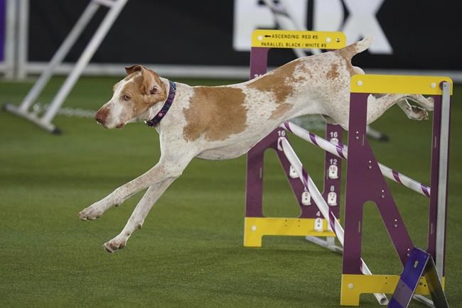 Ciao! American Kennel Club adds a breed, the bracco Italiano | iNFOnews.ca CP421073146