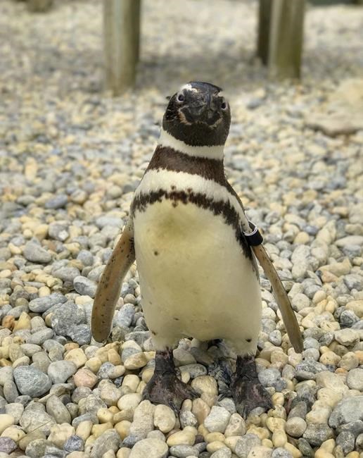 Oldest Magellanic penguin at San Francisco Zoo dies at 40 | iNFOnews.ca