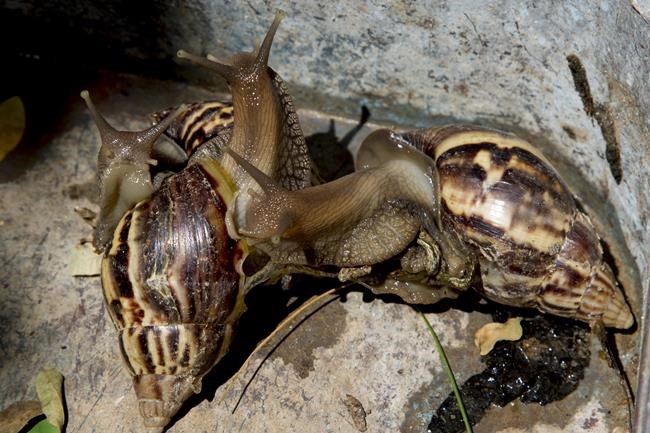Effort begun to eradicate giant African snails in Florida | iNFOnews.ca