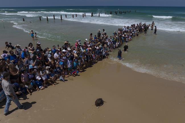 Rescued sea turtles in Israel released back to the wild | iNFOnews.ca