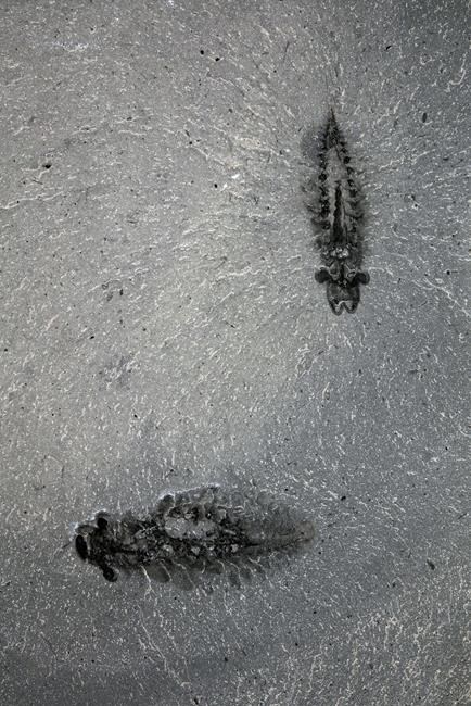 Fossils of ancient predators with three eyes shed light on evolution of insects | iNFOnews.ca Fossils of ancient predators with three eyes shed light on evolution of insects | iNFOnews.ca