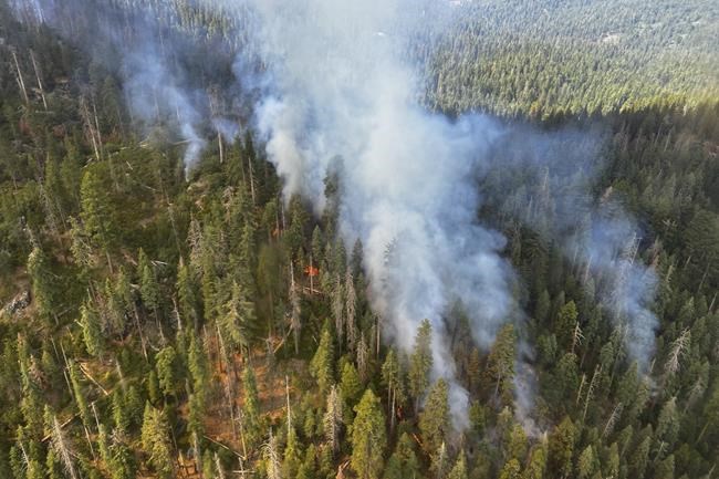 Yosemite wildfire is latest threat to giant sequoia trees | iNFOnews.ca
