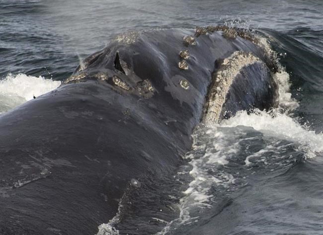 US agency studies rare whale habitat expansion request | iNFOnews.ca