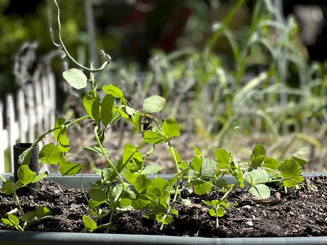 Gardening: How to plan now for cold-season crops | iNFOnews.ca Gardening: How to plan now for cold-season crops | iNFOnews.ca