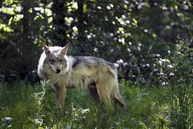 Rule for managing endangered Mexican wolves spurs lawsuit | iNFOnews.ca Rule for managing endangered Mexican wolves spurs lawsuit | iNFOnews.ca