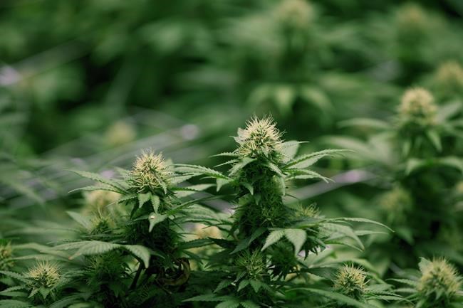 Cannabis company Organigram reports $2.8M Q3 loss, gross revenue up 90% | iNFOnews.ca Cannabis company Organigram reports $2.8M Q3 loss, gross revenue up 90% | iNFOnews.ca