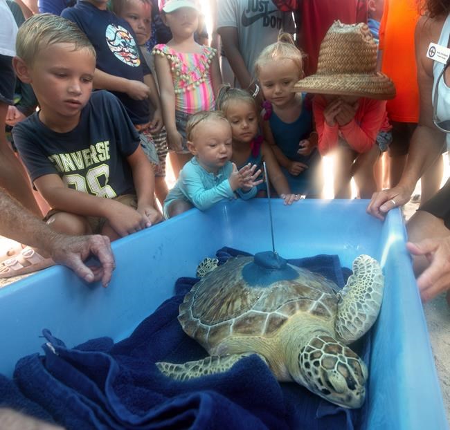 Sea turtle released in Florida to compete in Tour de Turtles | iNFOnews.ca