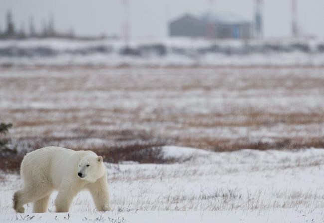 Landfills and climate change increasing polar bear-human conflicts in Arctic: report | iNFOnews.ca CP1161730068