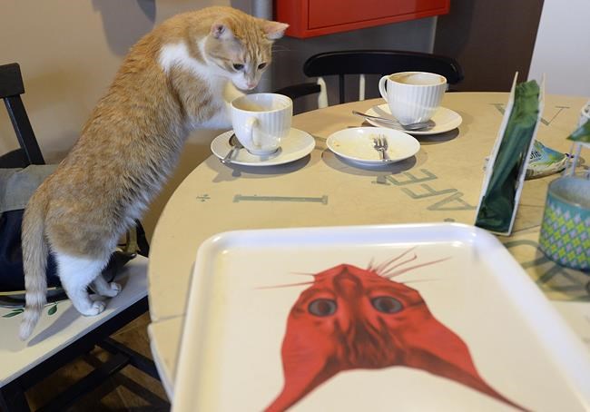 Polish institute classifies cats as alien invasive species | iNFOnews.ca