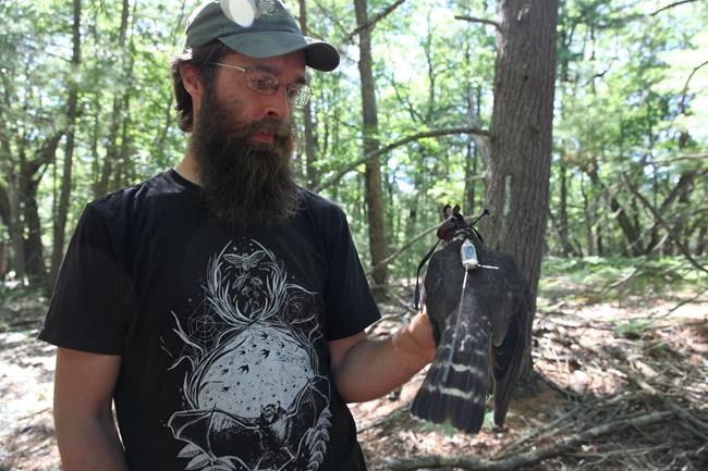 As species recover, some threaten others in more dire shape | iNFOnews.ca As species recover, some threaten others in more dire shape | iNFOnews.ca