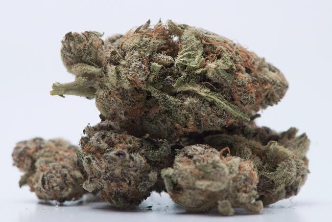 Fewer people buying pot from unlicensed shops last year than in 2018: B.C. study | iNFOnews.ca