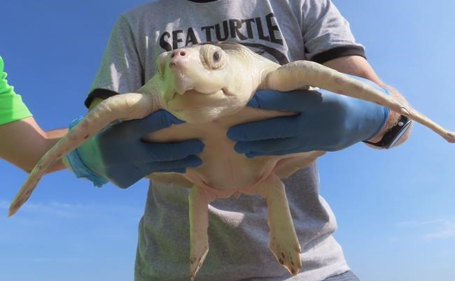 World's toughest turtle? Survivor among 8 returned to ocean | iNFOnews.ca
