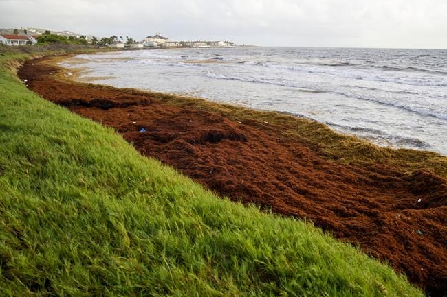 Record amount of seaweed is choking shores in the Caribbean | iNFOnews.ca