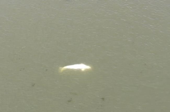 In France, a battle to save weakened whale lost in the Seine | iNFOnews.ca In France, a battle to save weakened whale lost in the Seine | iNFOnews.ca
