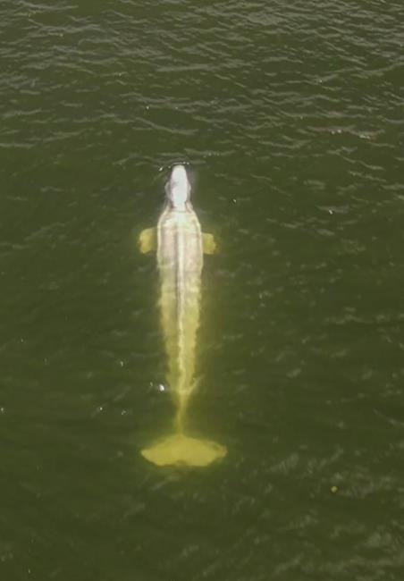 Efforts to feed Beluga whale in France's Seine fail so far | iNFOnews.ca Efforts to feed Beluga whale in France's Seine fail so far | iNFOnews.ca