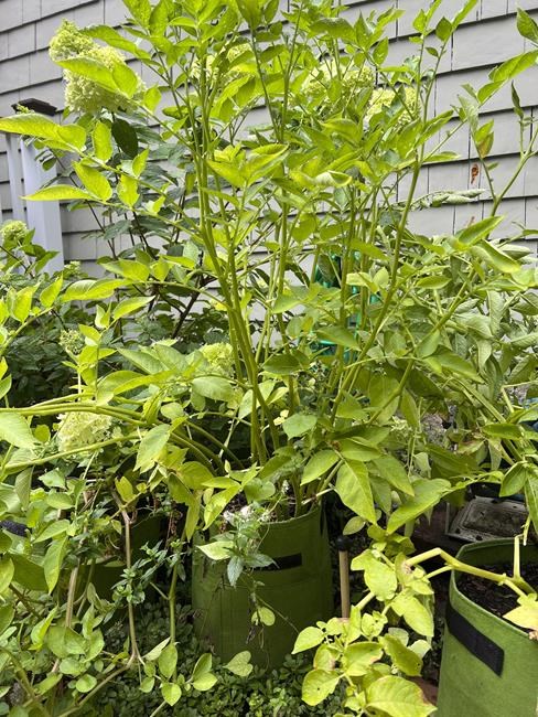 Unearthing your potato harvest: How do you know when to dig? | iNFOnews.ca Unearthing your potato harvest: How do you know when to dig? | iNFOnews.ca