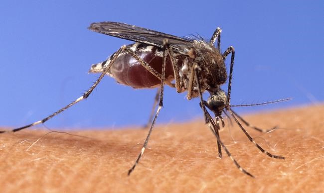 How to take your garden and yard back from the mosquitoes | iNFOnews.ca How to take your garden and yard back from the mosquitoes | iNFOnews.ca