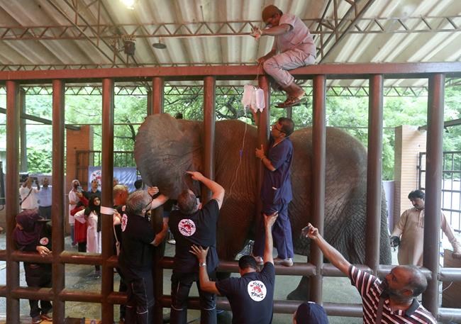 Global vets in Pakistan for surgery on Karachi zoo elephants | iNFOnews.ca