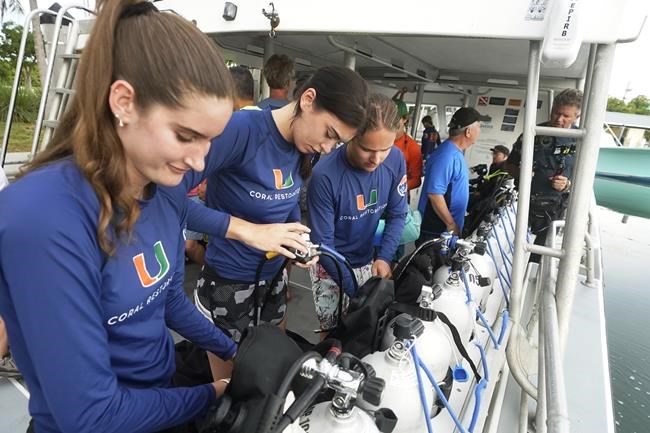 Scientists seek to develop hybrid coral reef off of Miami | iNFOnews.ca
