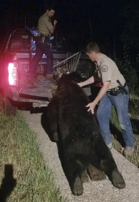 Colorado homeowner emptied pistol to kill bear that broke in | iNFOnews.ca Colorado homeowner emptied pistol to kill bear that broke in | iNFOnews.ca