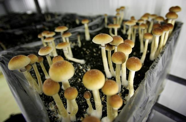 Stigma against psychedelics could fade with decriminalization in B.C., experts say | iNFOnews.ca