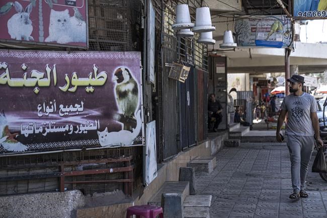 An exotic bird lures trappers to Gaza's tense frontier | iNFOnews.ca