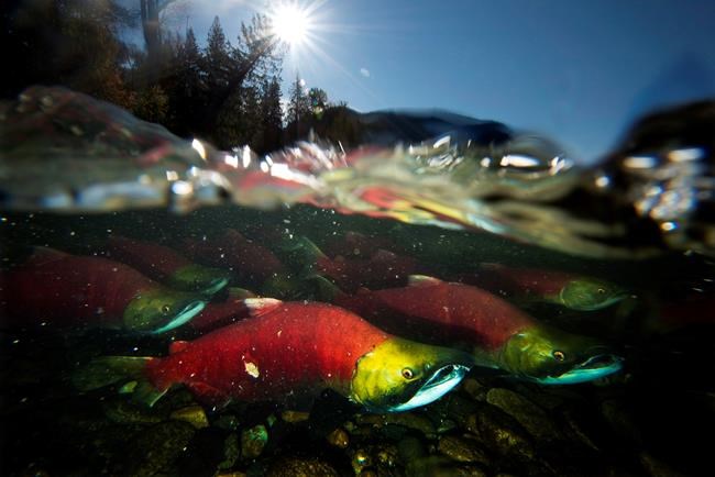 Concern for B.C. sockeye salmon as Fraser River return estimates drop by millions | iNFOnews.ca Concern for B.C. sockeye salmon as Fraser River return estimates drop by millions | iNFOnews.ca