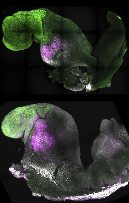 Scientists use stem cells to create synthetic mouse embryos | iNFOnews.ca