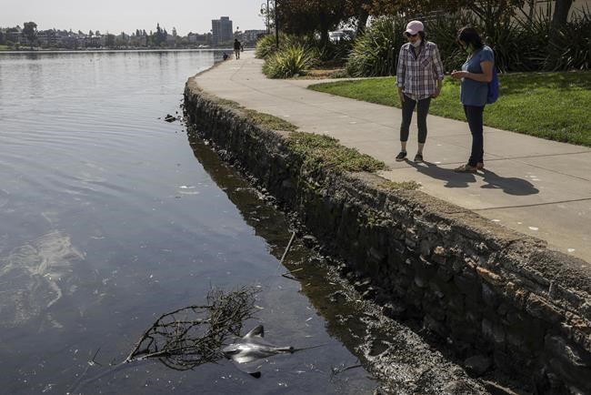 Dead fish in San Francisco Bay Area blamed on toxic red tide | iNFOnews.ca