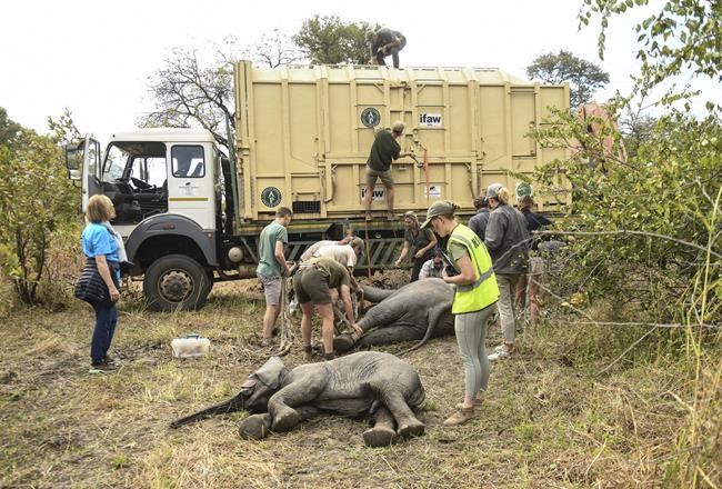 Zimbabwe moves 2,500 wild animals due to climate change | iNFOnews.ca Zimbabwe moves 2,500 wild animals due to climate change | iNFOnews.ca