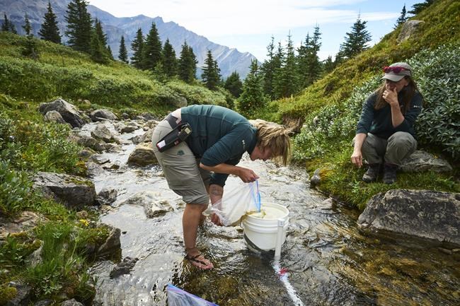 'First time in 50 years': Native trout returned to alpine lake in Banff National Park | iNFOnews.ca