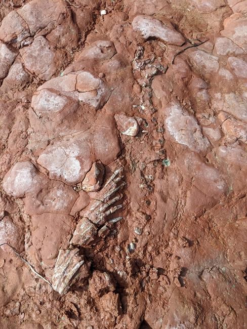 Fossil found on P.E.I. older than first dinosaur to have walked the Earth | iNFOnews.ca