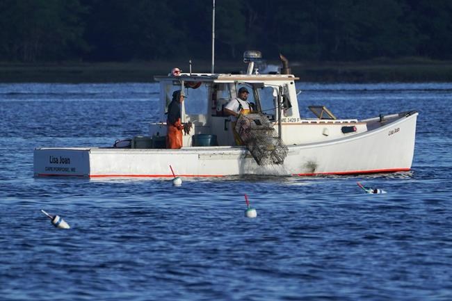 Retailers pull lobster from menus after 'red list' warning | iNFOnews.ca