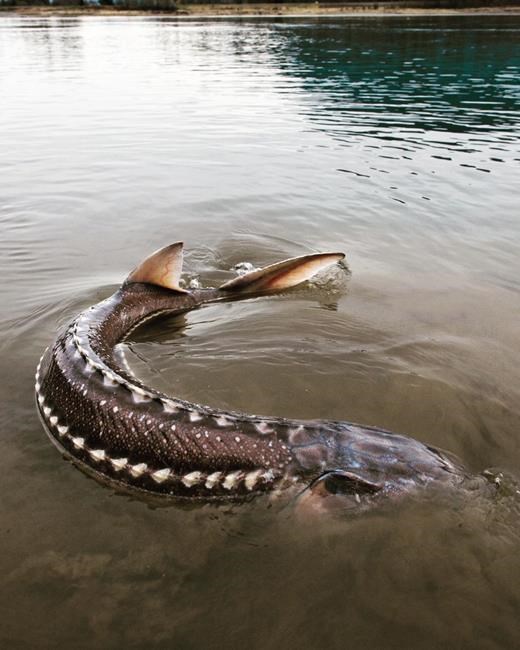 River mystery: what is killing the giant sturgeon of B.C.'s Nechako River? | iNFOnews.ca