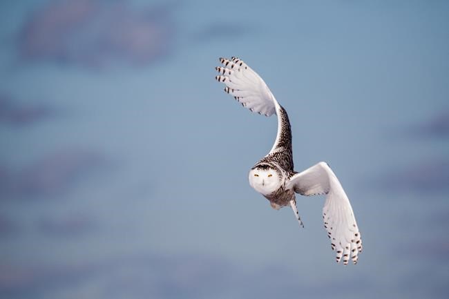 'Wow factor': Public website reveals best-yet picture of hundreds of bird migrations | iNFOnews.ca 'Wow factor': Public website reveals best-yet picture of hundreds of bird migrations | iNFOnews.ca