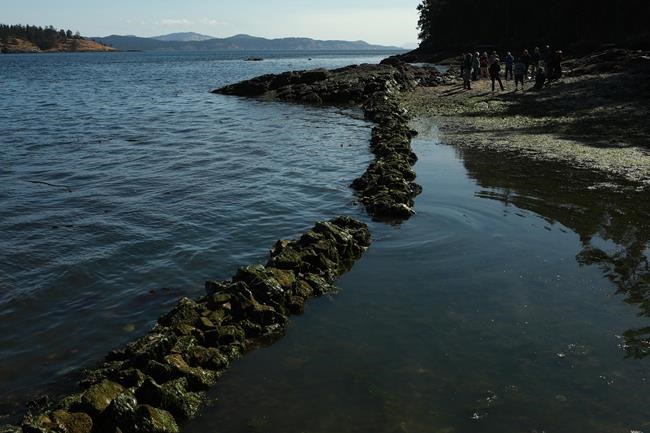 Restoring the culinary and cultural bounty of ancient Indigenous sea gardens in B.C. | iNFOnews.ca