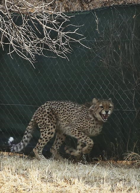 Cheetahs make a comeback in India after 70 years | iNFOnews.ca Cheetahs make a comeback in India after 70 years | iNFOnews.ca