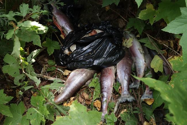 Poaching fears as Fraser River salmon are dumped to rot, even as returns slump | iNFOnews.ca