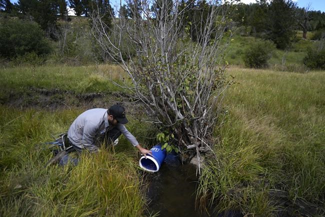 Climate-fueled wildfires worsen danger for struggling fish | iNFOnews.ca CP18464269