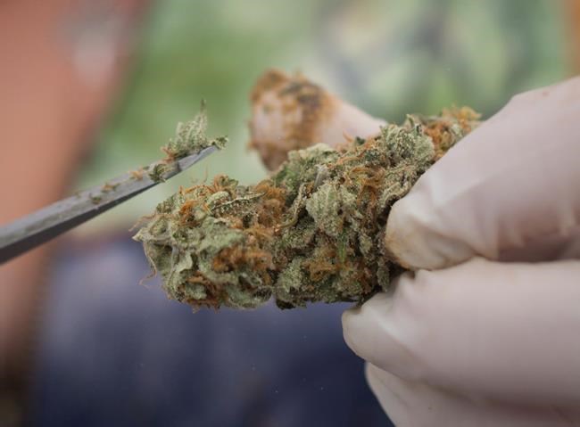 Front companies being used to launder illicit cannabis cash: intelligence agency | iNFOnews.ca CP2100305778