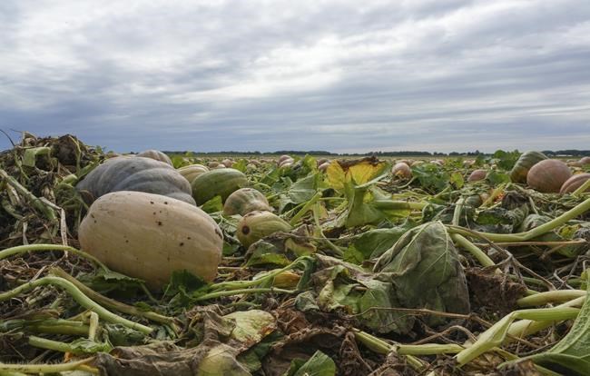 Pumpkin farms adapt to improve soil, lower emissions | iNFOnews.ca