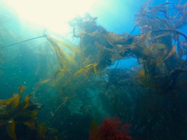 Scientists have developed a technique to restore kelp forests for future generations | iNFOnews.ca