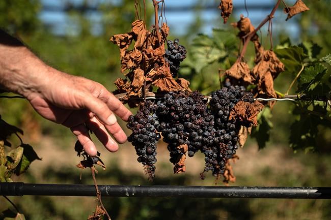 Climate Changed: Ontario wine producers seek solutions to extreme weather threats | iNFOnews.ca