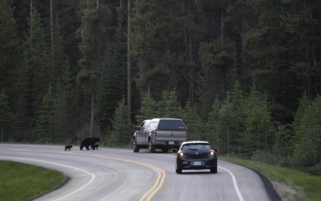 Bear expert says B.C. attack on family was likely a rare 'predaceous' incident | iNFOnews.ca