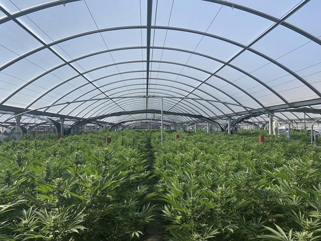 California expands largest US illegal pot eradication effort | iNFOnews.ca